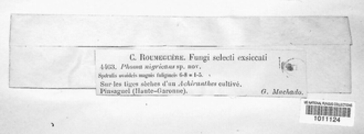 Didymella nigricans image